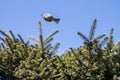 A sparrow sits on a fence. Birds living on the street. Urban animals. Royalty Free Stock Photo