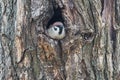 sparrow sits in a hollow and looks out