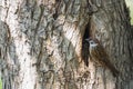 Sparrow sits at its nest in hollow tree