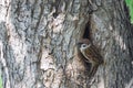 Sparrow sits at its nest in hollow tree