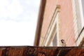 A sparrow sits on the roof of a house on a cloudy day Royalty Free Stock Photo