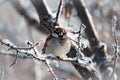 A sparrow sits on a snow-covered tree branch, in a cold winter and looks ahead of itself