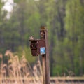 Sparrow sitting on top of its house