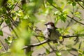 A sparrow sits on a tree branch. A bird on a branch. Green leave Royalty Free Stock Photo