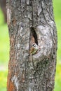 Sparrow sits on a tree trunk near the hollow