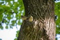 Sparrow sits on a tree trunk near the hollow