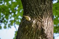 Sparrow sits on a tree trunk near the hollow