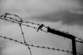 a sparrow sitting on a barbed wire against a darkening sky, concept photography Royalty Free Stock Photo