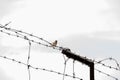 a sparrow sitting on a barbed wire against a darkening sky, concept photography Royalty Free Stock Photo