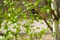 a sparrow sitting on a birch tree Royalty Free Stock Photo