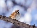 Sparrow sitting on branch Royalty Free Stock Photo