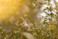 Sparrow sitting on a branch against a beautiful background . Artistic image with a bird. Royalty Free Stock Photo