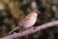 Sparrow sitting on a branch Royalty Free Stock Photo