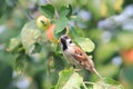 Sparrow sitting on the branches with ripe apples Royalty Free Stock Photo