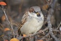 The sparrow, sitting on the brunch