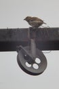 Sparrow sitting on the clothesline pulley Royalty Free Stock Photo