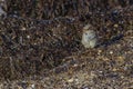 Sparrow sitting in the dry brown sea grass