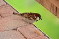 Sparrow sitting at the edge of a balcony
