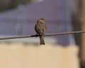Sparrow sitting on electric cable and looking at one side Royalty Free Stock Photo