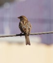 Sparrow sitting on electric cable and watching one side Royalty Free Stock Photo