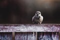 Sparrow bird Royalty Free Stock Photo
