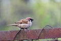 Sparrow sitting on a fence Royalty Free Stock Photo