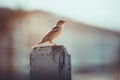 Sparrow sitting on fence in the morning sunlight in summer Royalty Free Stock Photo