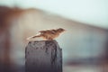 Sparrow sitting on fence in the morning sunlight in summer Royalty Free Stock Photo