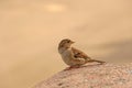 Sparrow sitting on a granite stone