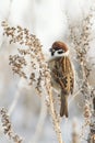 Sparrow sitting on the grass and eats the seeds of Artemisia Royalty Free Stock Photo
