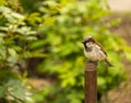 Sparrow sitting on an iron pipe in a roses bush background Royalty Free Stock Photo