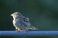 Sparrow sitting on a metal fence