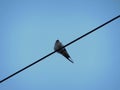 Sparrow sitting on a over head wire bottom profile against blue sky on dawn morning Royalty Free Stock Photo