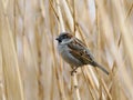 Sparrow sitting on a reed branch Royalty Free Stock Photo