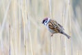 Sparrow sitting on a reed Royalty Free Stock Photo