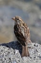 Sparrow sitting on a rock Royalty Free Stock Photo