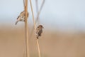 A sparrow sitting on a slender reed branch Royalty Free Stock Photo