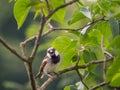 Sparrow sitting on tree branch