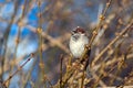 Sparrow sitting on a tree branch