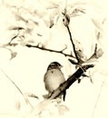 Sparrow sitting on a twig, sepia effect added Royalty Free Stock Photo