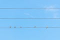 Sparrow sitting on wire against the blue sky. Three birds are sitting together, two are sitting far from each other. Social Royalty Free Stock Photo