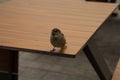 A sparrow sitting on a wooden table Royalty Free Stock Photo