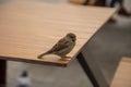 A sparrow sitting on a wooden table Royalty Free Stock Photo
