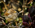 Sparrow sleeping in the bushes