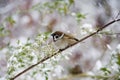 Sparrow with snow