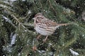 Sparrow In Snow