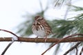 Sparrow In Snow