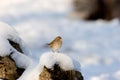 Sparrow in snow Royalty Free Stock Photo