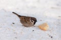 Sparrow on snow closeup Royalty Free Stock Photo