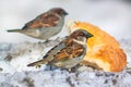 A sparrow in the snow and a piece of bread Royalty Free Stock Photo